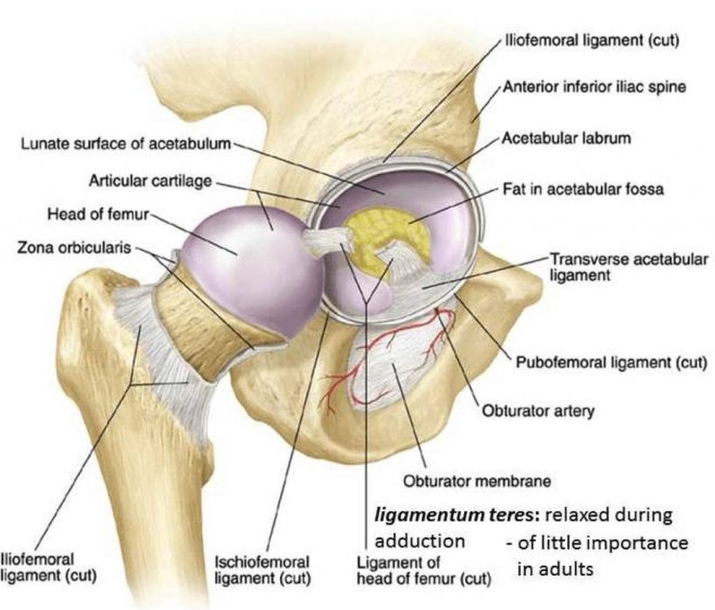 Pictures Of Acetabulum