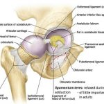 Pictures Of Acetabulum