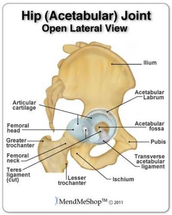 Pictures Of Acetabulum