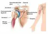 Pictures Of Acromioclavicular Joint