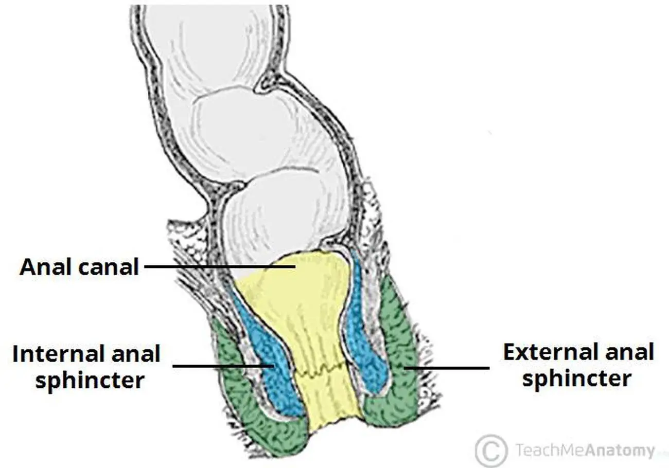Pictures Of Anal Sphincter, External