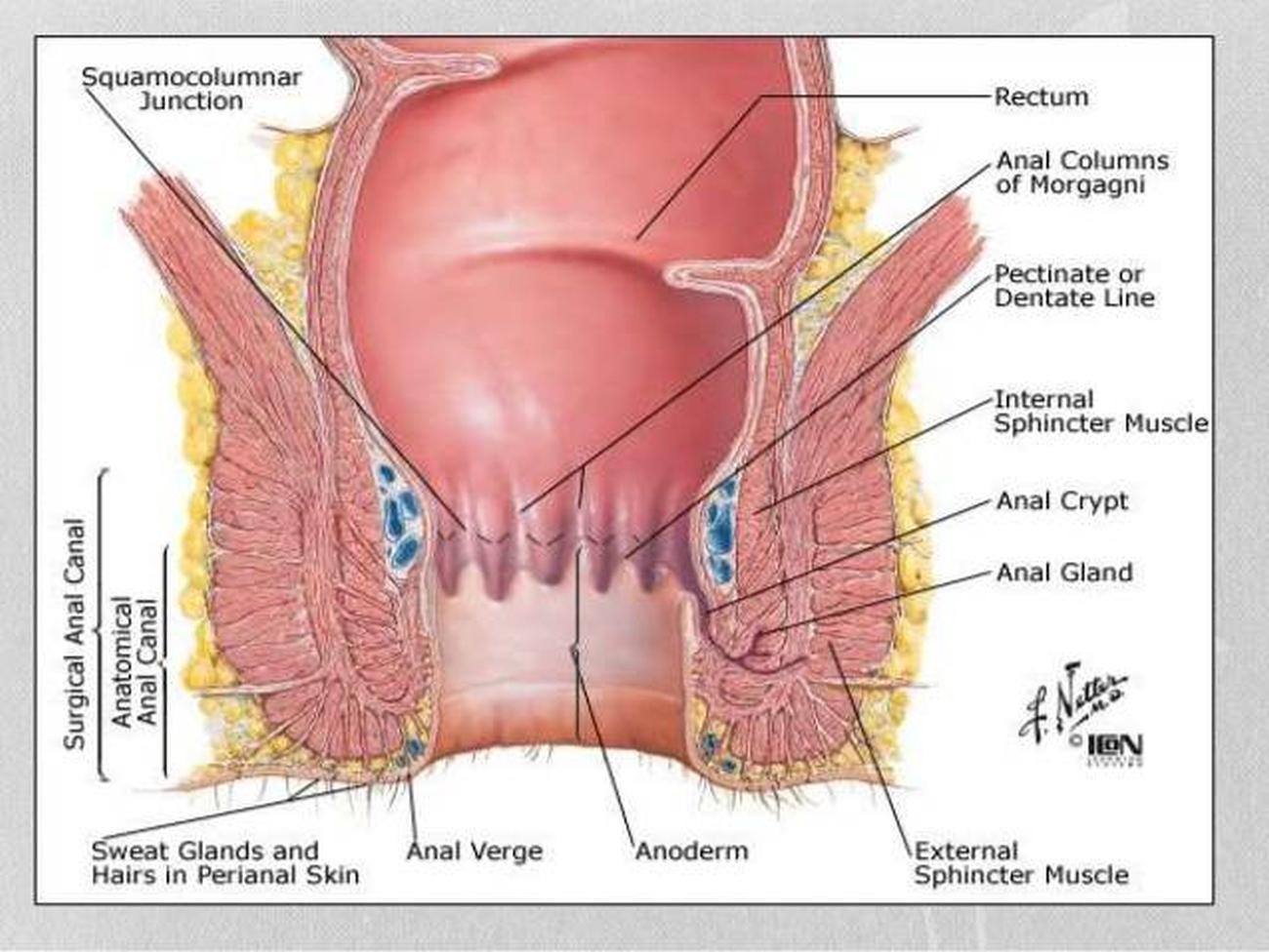 external muscle sphincter Anus