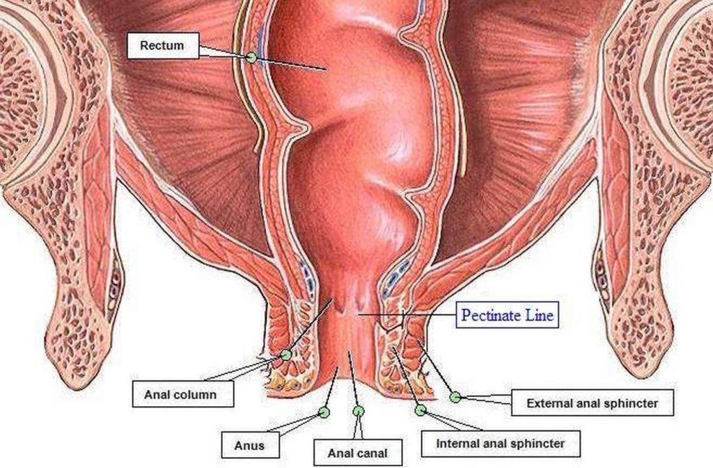 pictures-of-anal-sphincter-external