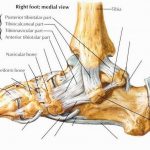 Pictures Of Ankle Joint, Deltoid Ligament
