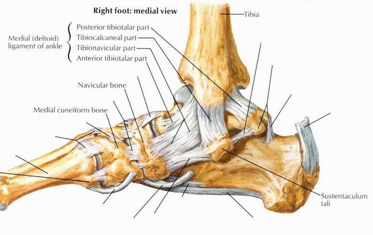 Pictures Of Ankle Joint, Deltoid Ligament