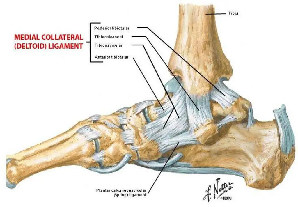 pictures-of-ankle-joint-deltoid-ligament