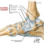 Pictures Of Ankle Joint, Deltoid Ligament