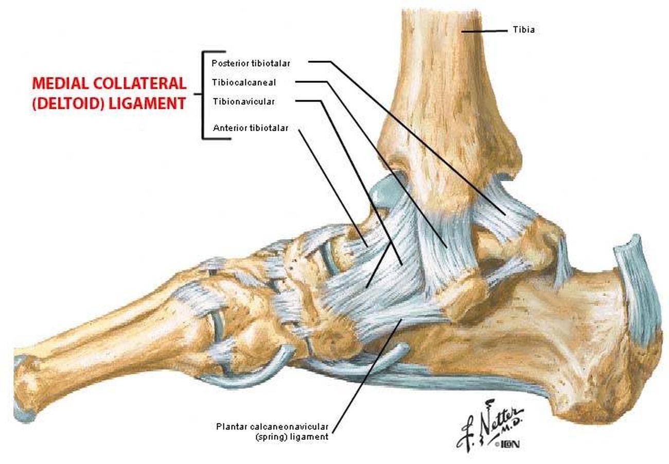 Anatomia Do Tornozelo Ligamentos - BRAINCP