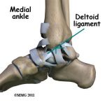 Pictures Of Ankle Joint, Deltoid Ligament