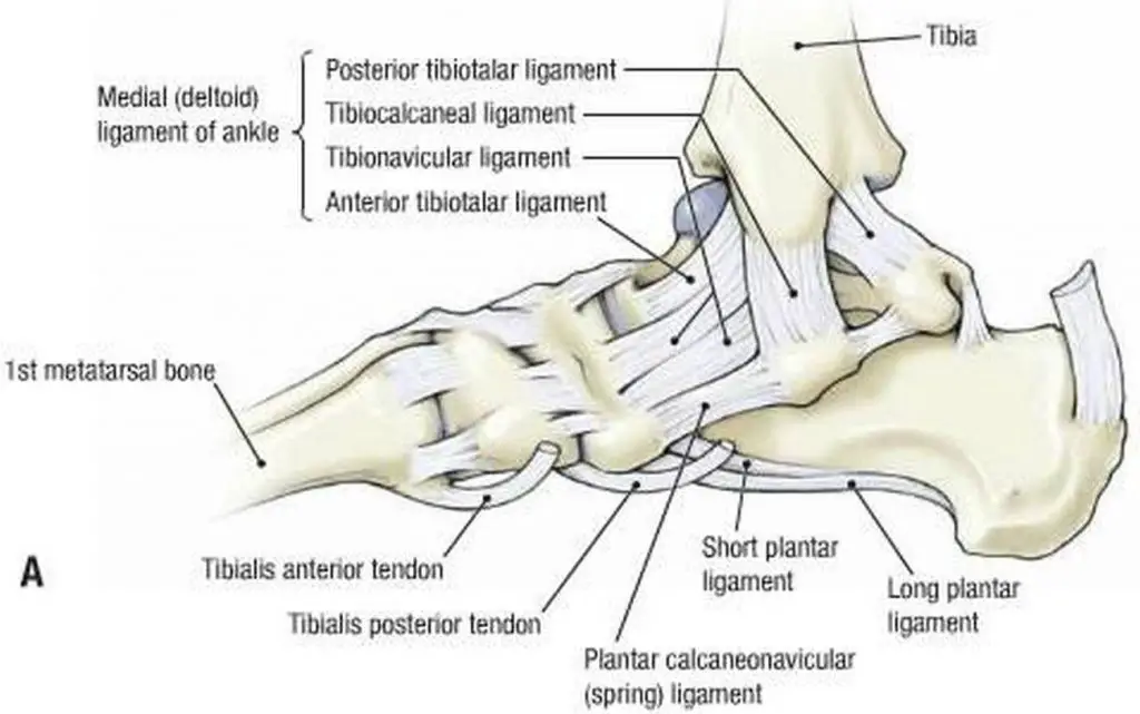 Pictures Of Ankle Joint, Deltoid Ligament