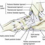 Pictures Of Ankle Joint, Deltoid Ligament