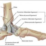 Pictures Of Ankle Joint, Deltoid Ligament