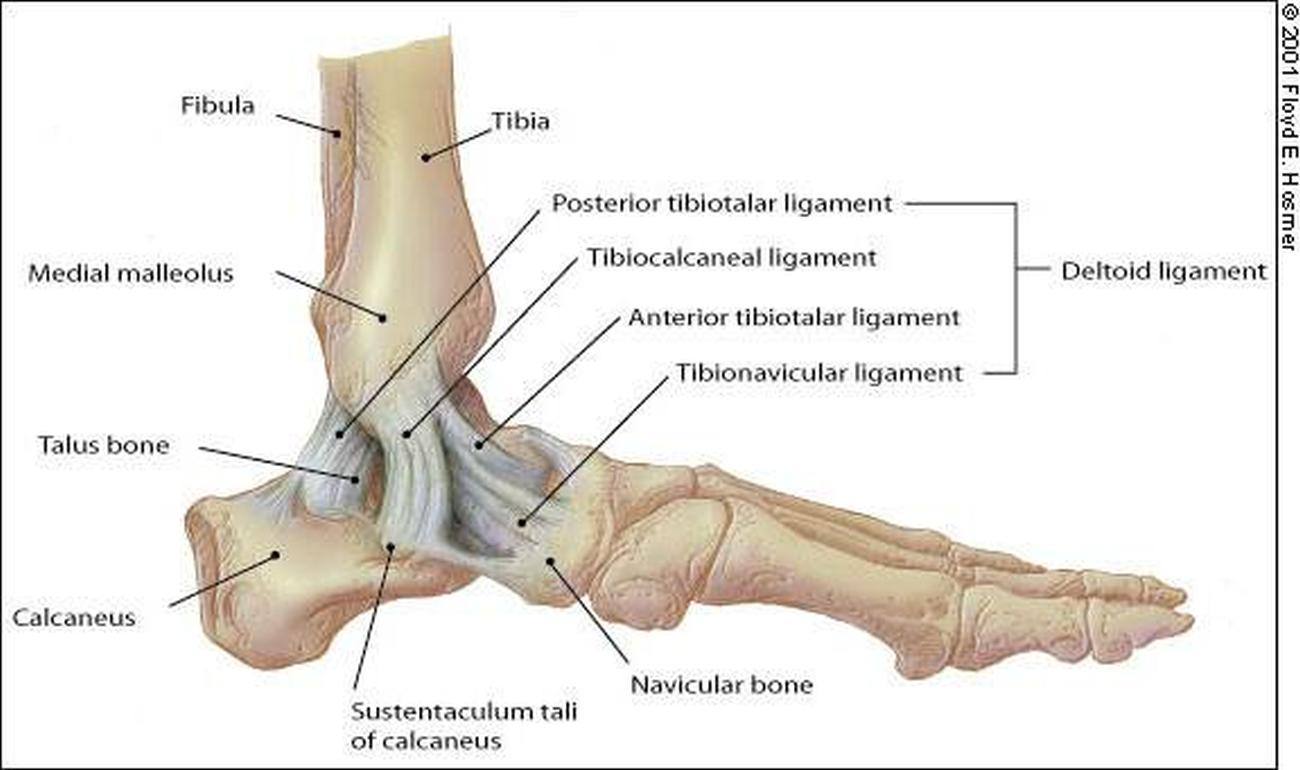 Pictures Of Ankle Joint, Deltoid Ligament