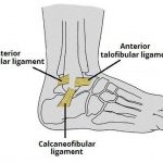 Pictures Of Ankle Joint, Deltoid Ligament