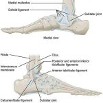 Pictures Of Ankle Joint Ligaments