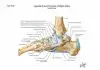 Pictures Of Ankle Joint Ligaments