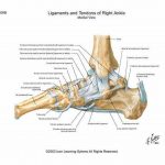 Pictures Of Ankle Joint Ligaments