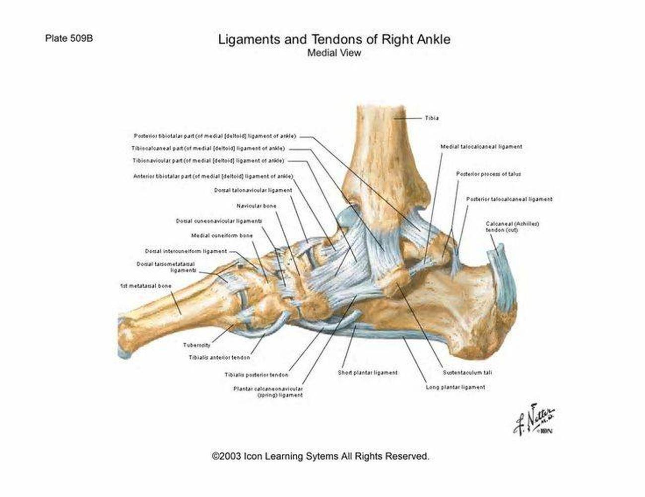 Diagram Of Ankle Ligaments