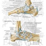 Pictures Of Ankle Joint Ligaments