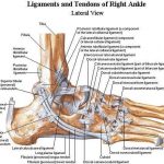 Pictures Of Ankle Joint Ligaments