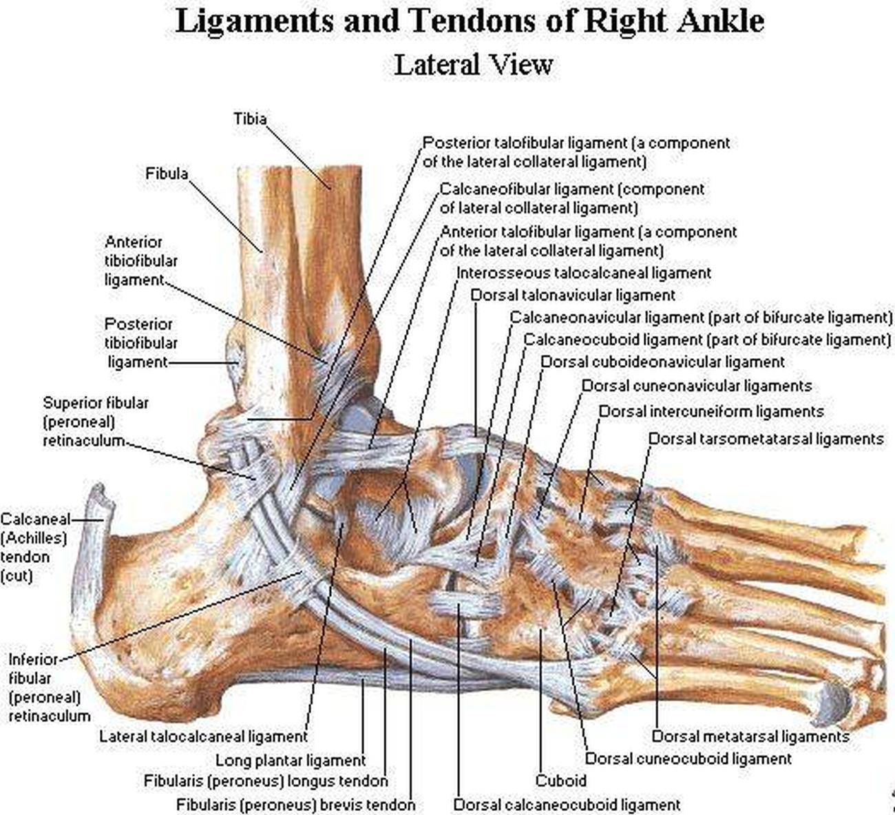Pictures Of Ankle Joint Ligaments