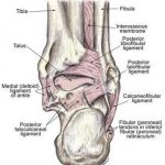 Pictures Of Ankle Joint Ligaments