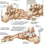 Pictures Of Ankle Joint Ligaments