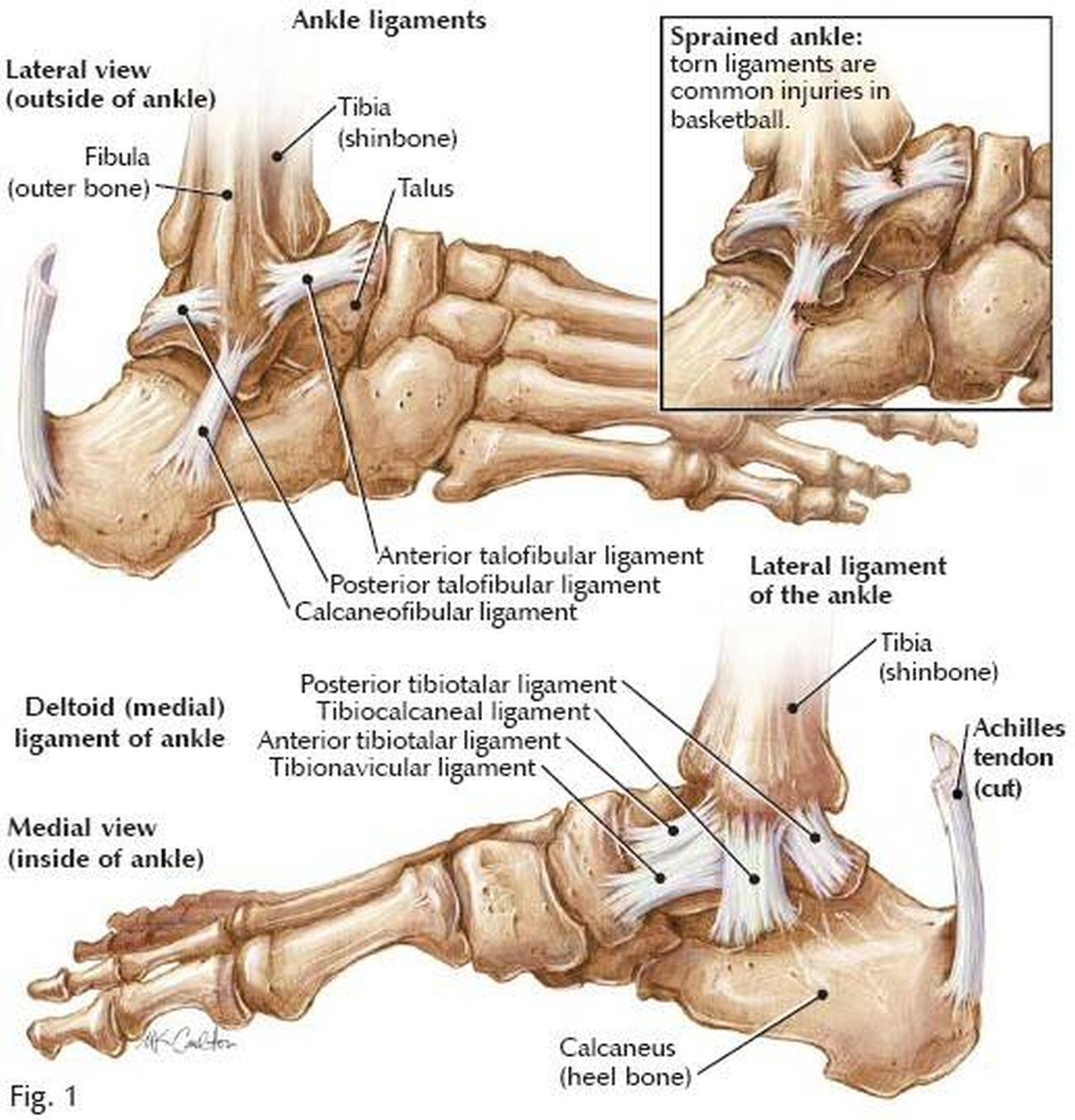 Diagram Of Ankle Ligaments