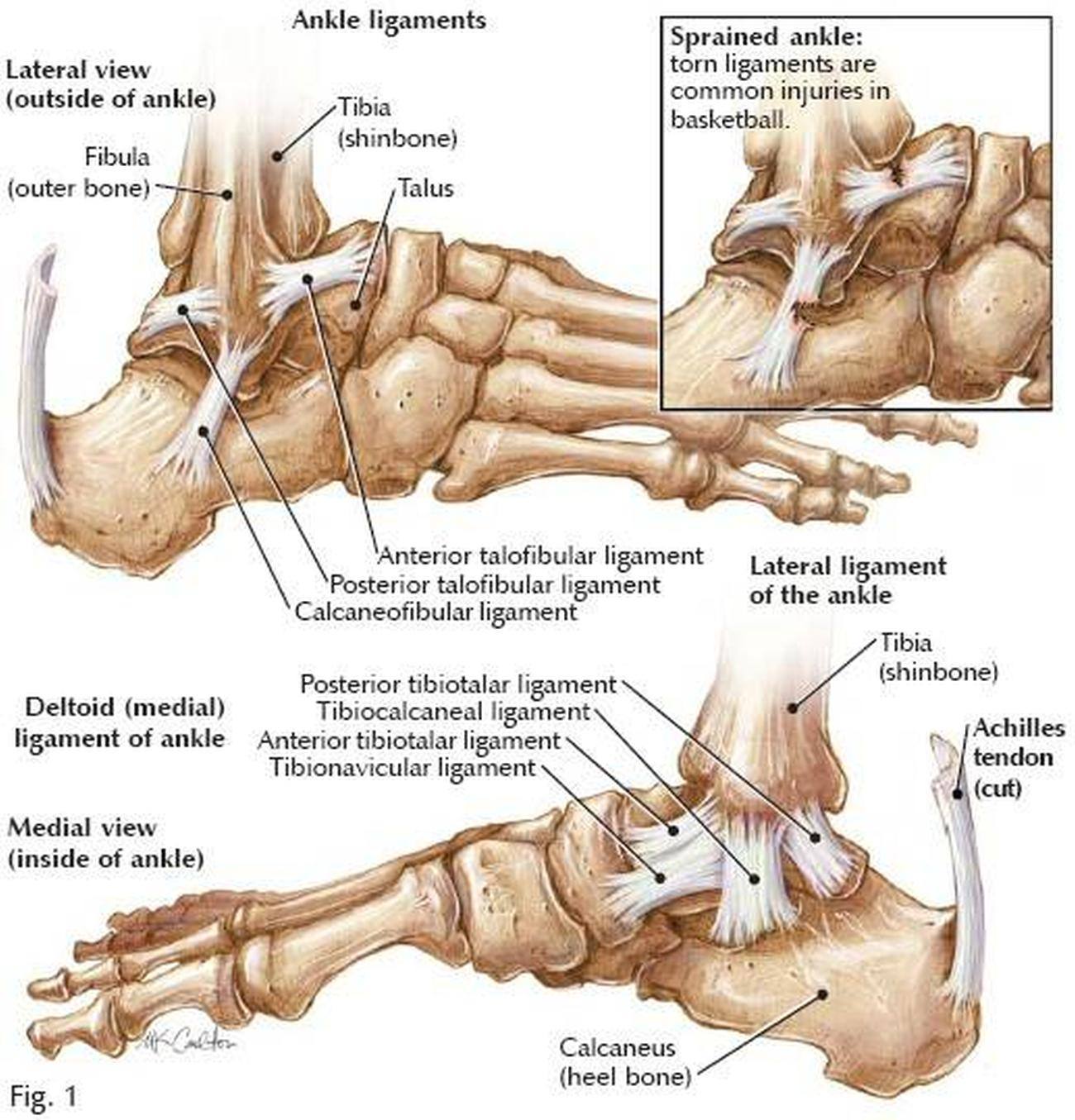 Diagram Of Ankle Ligaments