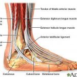 Pictures Of Ankle Joint Ligaments