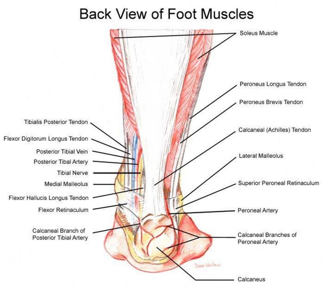 pictures-of-ankle-muscles