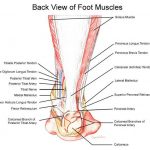 Pictures Of Ankle Muscles