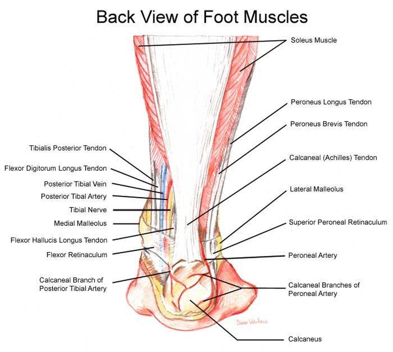 Muscles And Ligaments In Upper Back / arm: muscles of the upper arm -- Kids Encyclopedia ...