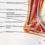 Pictures Of Ankle Muscles