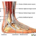 Pictures Of Ankle Muscles