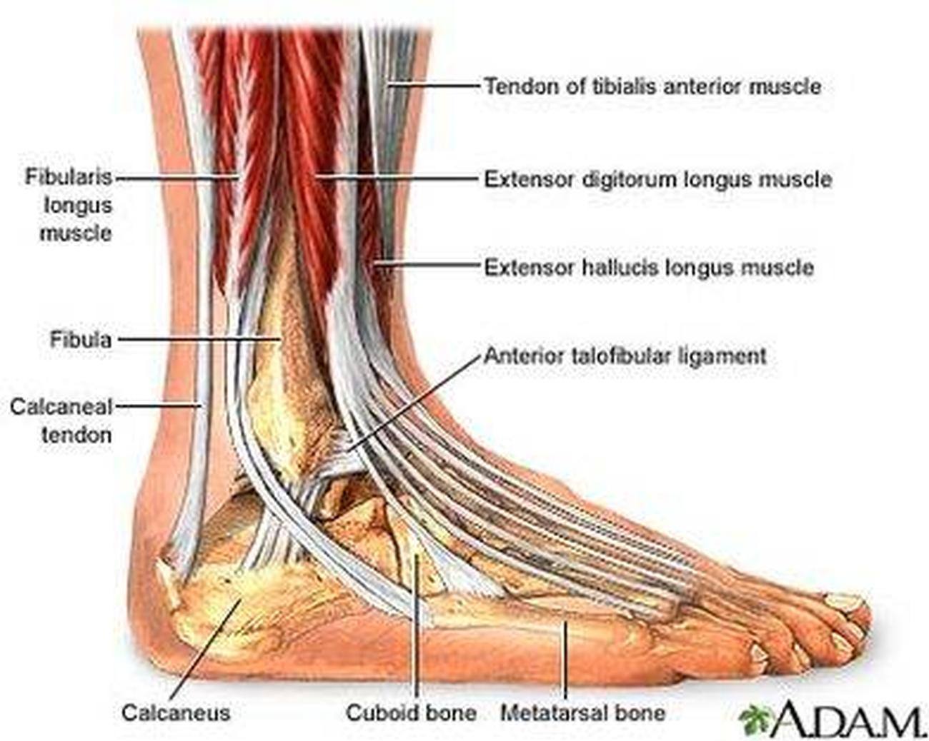 Pictures Of Ankle Muscles