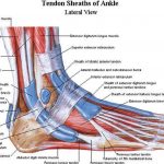 Pictures Of Ankle Muscles