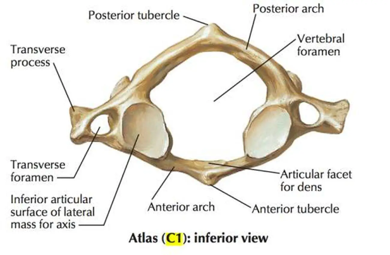Pictures Of Anterior Arch