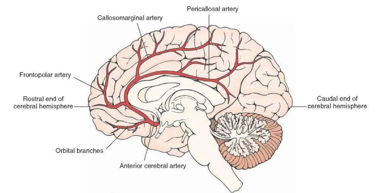 Pictures Of Anterior Cerebral Artery