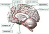 Pictures Of Anterior Cerebral Artery