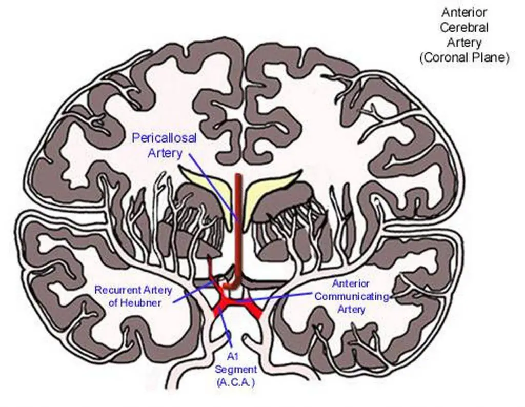 Pictures Of Anterior Cerebral Artery