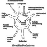 Pictures Of Anterior Communicating Artery