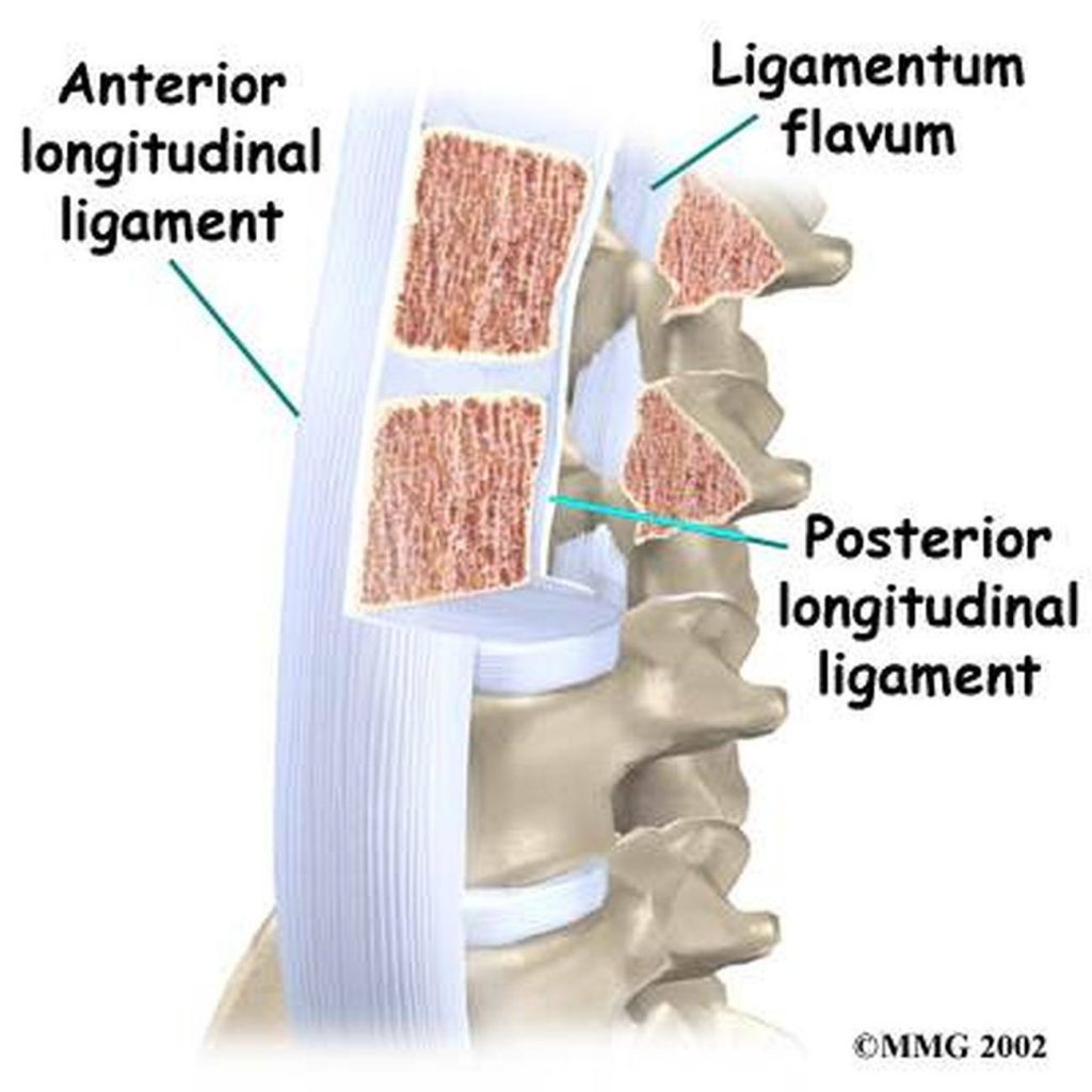 Pictures Of Anterior Longitudinal Ligament 8233