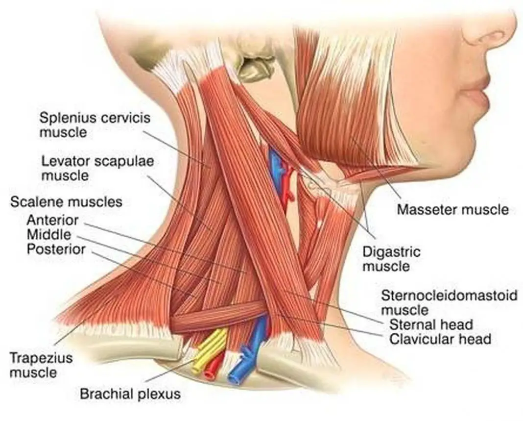 What Does Scalene Muscle Do