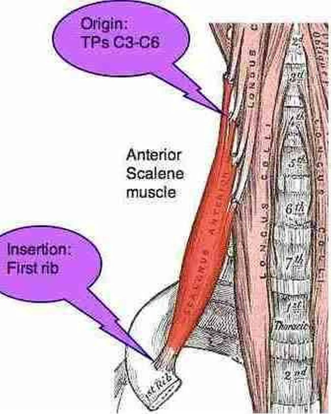 Pictures Of Anterior Scalene Muscle