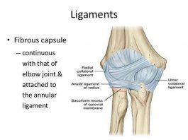 Pictures Of Anular Ligament