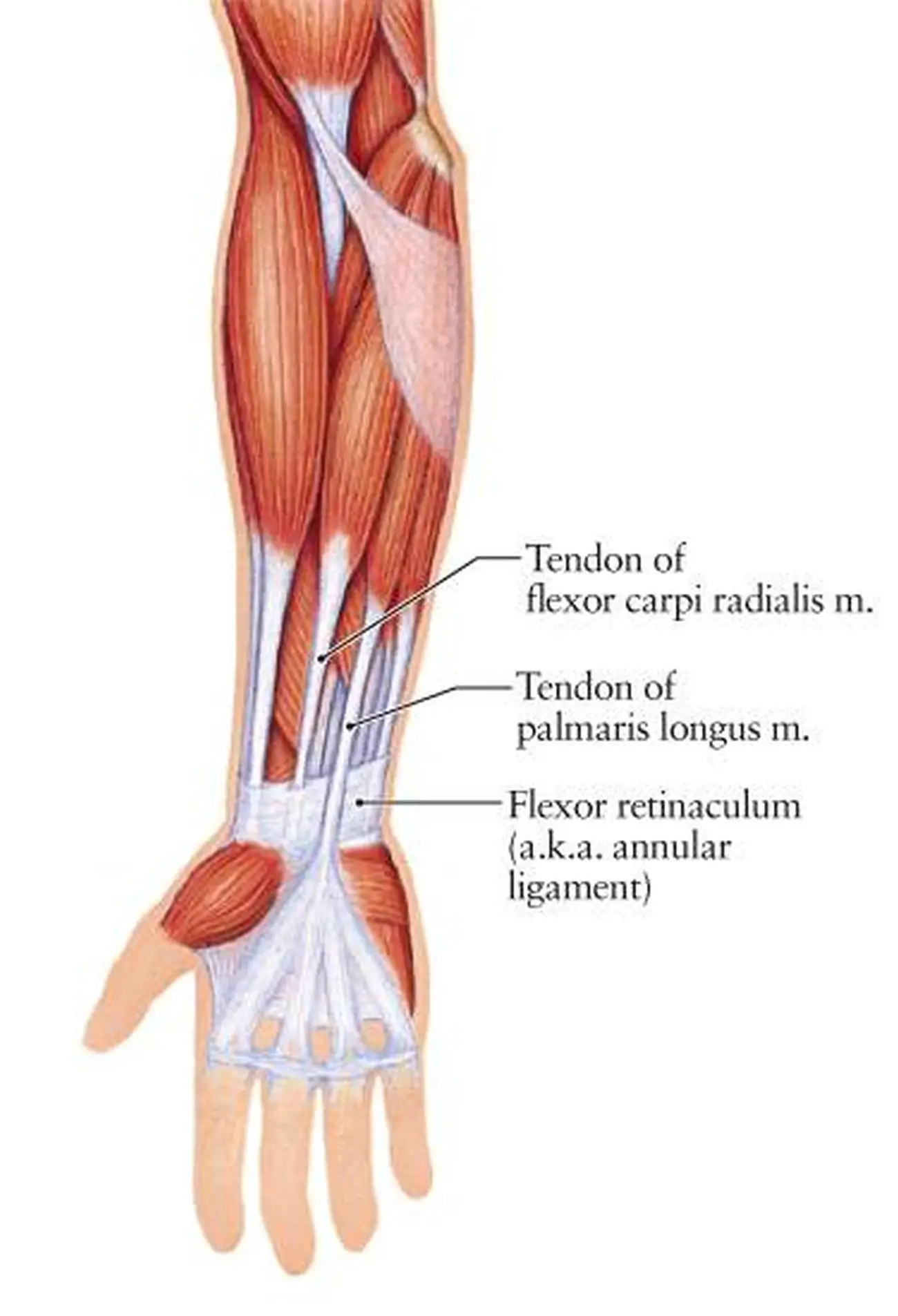 Pictures Of Anular Ligament