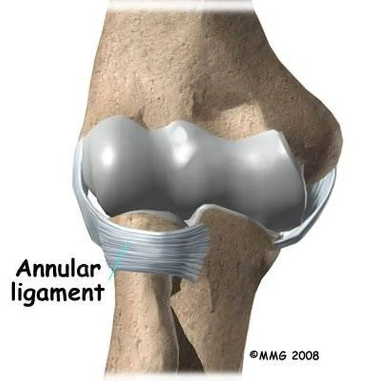 Pictures Of Anular Ligament