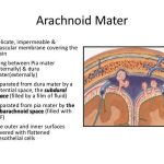 Pictures Of Arachnoid Membrane