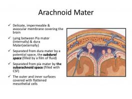 Pictures Of Arachnoid Membrane